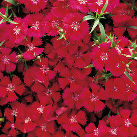 Carmine Rose Diamond, Dianthus